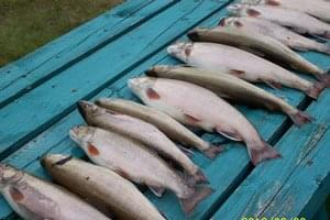 Une bonne pêche de truites